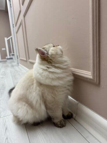 Britan, Erkək, Cütləşmə üçün lalafo.az -da Britan, Erkək, Cütləşmə üçün