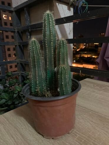 Kaktus hamisi birge 10 m 1 eded dibcekdü lalafo.az -da Kaktus hamisi birge 10 m 1 eded dibcekdü