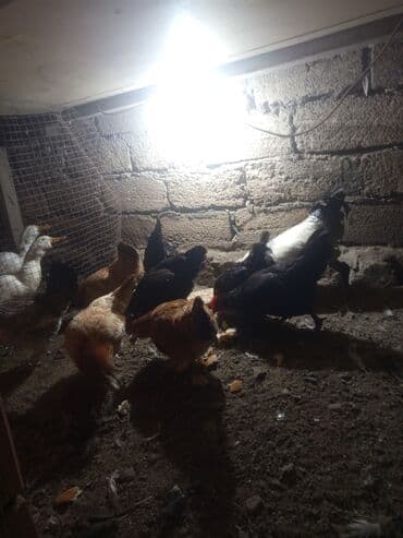 Toyuq, Damazlıq lalafo.az -da Toyuq, Damazlıq