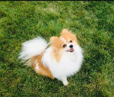 Şpitz, 1 il, Dişi lalafo.az -da Şpitz, 1 il, Dişi