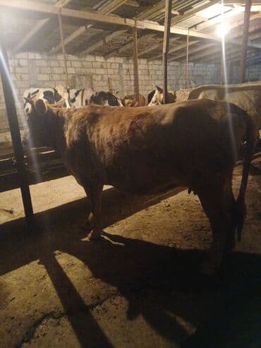 Dişi, il: 3, Damazlıq, Ünvandan götürmə lalafo.az -da Dişi, il: 3, Damazlıq, Ünvandan götürmə