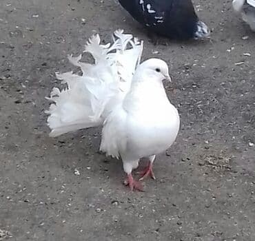 Pavlin göyerçinler satılır 1ri 5 manatdan. 3ü qalıb lalafo.az -da Pavlin göyerçinler satılır 1ri 5 manatdan. 3ü qalıb