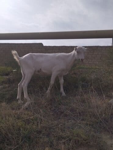 Dişi, il: 1, Damazlıq, Ünvandan götürmə lalafo.az -da Dişi, il: 1, Damazlıq, Ünvandan götürmə