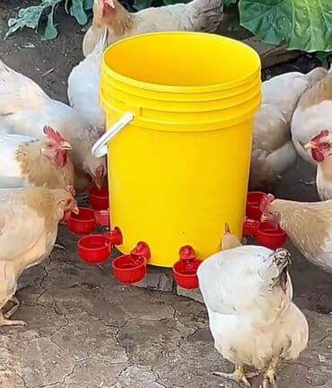 Yem qabı, Su üçün, Quşlar üçün, Ünvandan götürmə, Ödənişli çatdırılma, Rayonlara çatdırılma lalafo.az -da Yem qabı, Su üçün, Quşlar üçün, Ünvandan götürmə, Ödənişli çatdırılma, Rayonlara çatdırılma