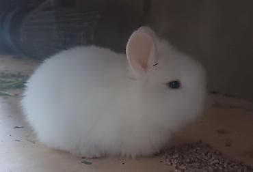 Cins ve yerli dovsan balalari lalafo.az -da Cins ve yerli dovsan balalari