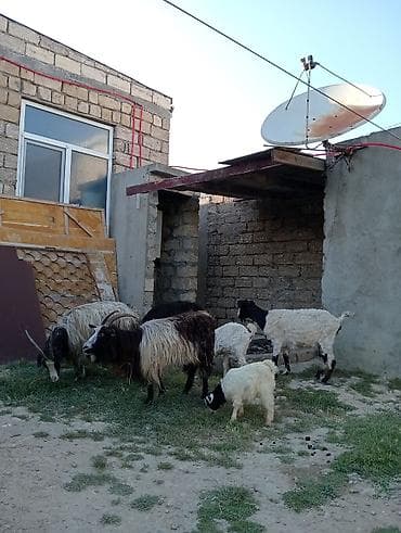 Dişi, Alpine, il: 1, 60 kq, Damazlıq, Südlük, Ətlik, Pulsuz çatdırılma lalafo.az -da Dişi, Alpine, il: 1, 60 kq, Damazlıq, Südlük, Ətlik, Pulsuz çatdırılma