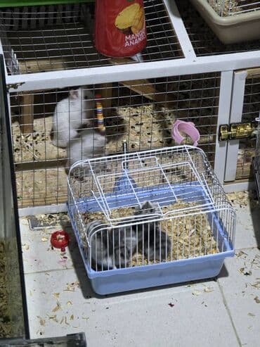 Saglam hamsterlerdi gorduyunuz her shey pula daxildir her bir lalafo.az -da Saglam hamsterlerdi gorduyunuz her shey pula daxildir her bir