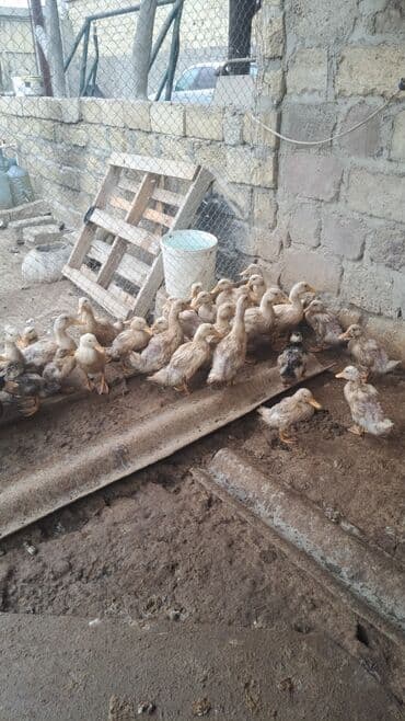 3 ay 10 günlük Pekin ördək 🦆🦆🦆 balaları satılır. Qiymət 11 manat lalafo.az -da 3 ay 10 günlük Pekin ördək 🦆🦆🦆 balaları satılır. Qiymət 11 manat
