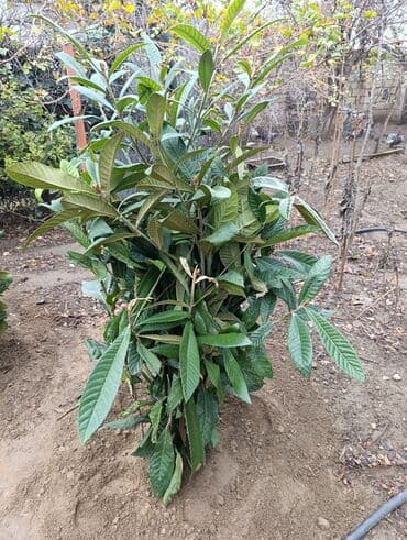 Yapon Ezgili Agaclari. 11 Eded Boyu. 1 Metr Yarim olan. 4 azn. 17 lalafo.az -da Yapon Ezgili Agaclari. 11 Eded Boyu. 1 Metr Yarim olan. 4 azn. 17