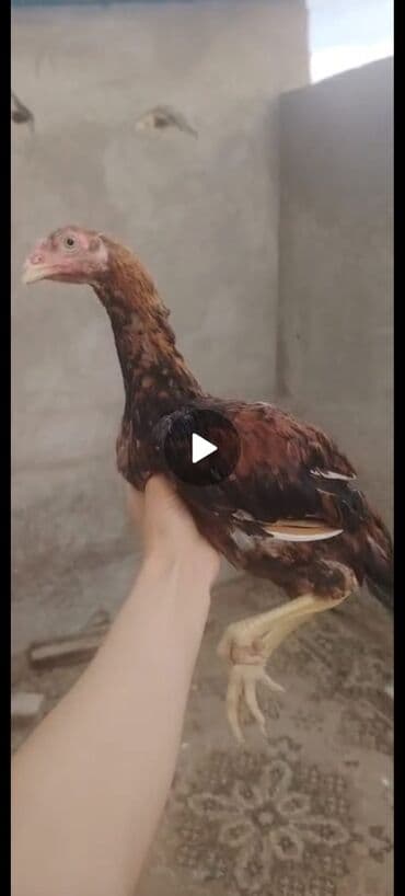 Heyrati becesi tam sağlam 5 aylig heyvandir qiymət 20 azeyin aşağı lalafo.az -da Heyrati becesi tam sağlam 5 aylig heyvandir qiymət 20 azeyin aşağı