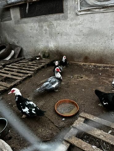 Lexus: Ter-temiz sort lal ordekler. Baxan kimi bilinir. Her il yumurtluyur at lalafo.az — 2 Lexus: Ter-temiz sort lal ordekler. Baxan kimi bilinir. Her il yumurtluyur — 2