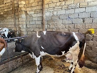 Ünvan məhəmmədi dişi bala yemsiz 10 11 letr süd 15 gündü dogub at lalafo.az Ünvan məhəmmədi dişi bala yemsiz 10 11 letr süd 15 gündü dogub