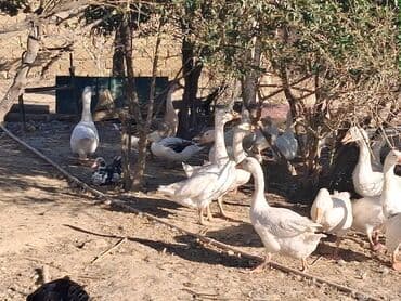 Linda Qazlari 3_ayliq tam saglamdirlar inqibator deyil lalafo.az -da Linda Qazlari 3_ayliq tam saglamdirlar inqibator deyil