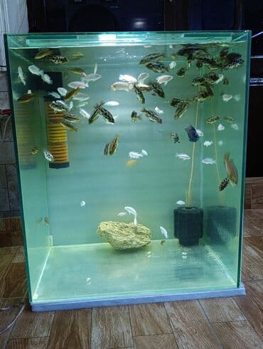 Akvarium sifarişnen yıgır! Изготовление аквариумов на заказ! Ancaq lalafo.az -da Akvarium sifarişnen yıgır! Изготовление аквариумов на заказ! Ancaq