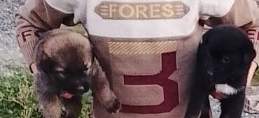 Balaca it balaları - 2 gözəl bala: biri qara rəngdə sinəsində ağ lalafo.az -da Balaca it balaları - 2 gözəl bala: biri qara rəngdə sinəsində ağ