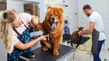 28 May ərazisində yerləşən pet grooming studiyamıza təcrübəli və işinə lalafo.az -da 28 May ərazisində yerləşən pet grooming studiyamıza təcrübəli və işinə
