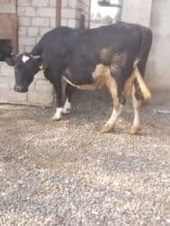 Qısırdı ətlikə satılır 3 bala verib lalafo.az -da Qısırdı ətlikə satılır 3 bala verib