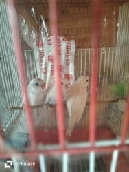 Başlıq: Yeni yemə düşmüş balalar – “Jones” qarşığı, çox gözəldirlər – lalafo.az -da Başlıq: Yeni yemə düşmüş balalar – “Jones” qarşığı, çox gözəldirlər –