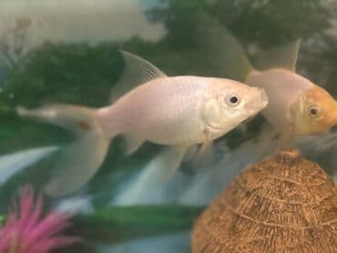 Qızıl balıq, Sülhsevər, Pulsuz çatdırılma lalafo.az -da Qızıl balıq, Sülhsevər, Pulsuz çatdırılma