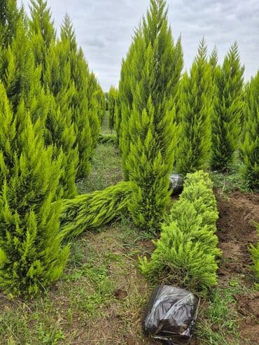 Məhsul: Dekorativ iynəyarpaq tuya – sütunvari (qızılı-yaşıl rəngli) lalafo.az -da Məhsul: Dekorativ iynəyarpaq tuya – sütunvari (qızılı-yaşıl rəngli)