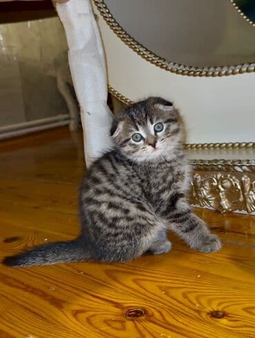 Şotland yastı qulaq lalafo.az -da Şotland yastı qulaq