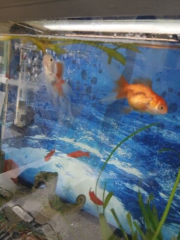 Qızıl balıq, Sülhsevər lalafo.az -da Qızıl balıq, Sülhsevər