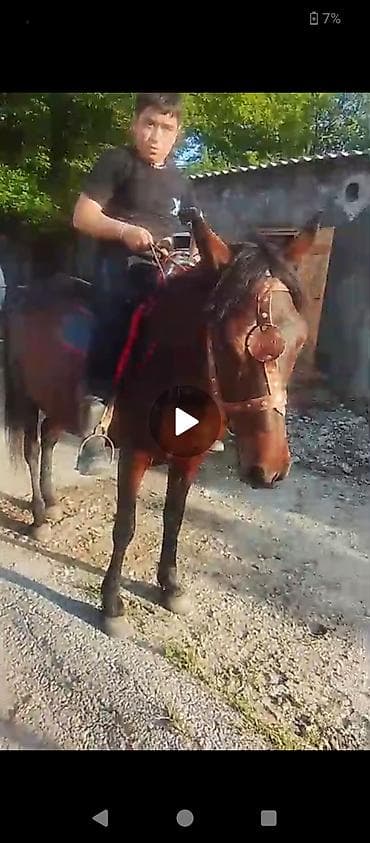 Dişi, il: 8 lalafo.az -da Dişi, il: 8