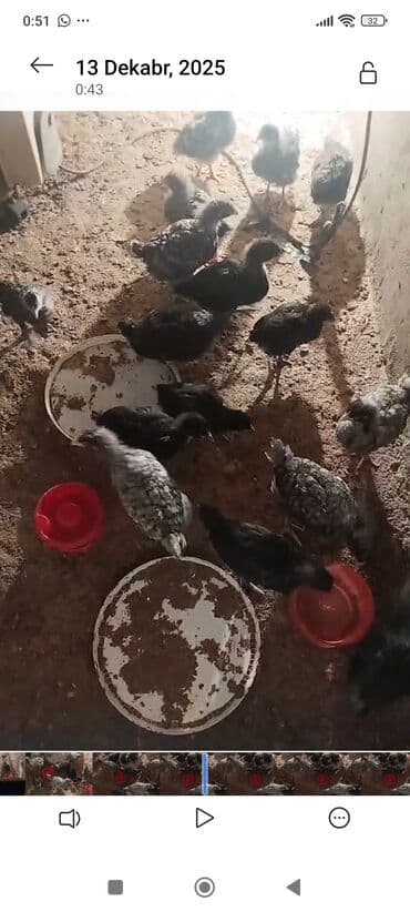 Toyuq cücələri, Damazlıq lalafo.az -da Toyuq cücələri, Damazlıq