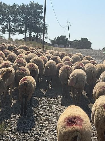 78 baş qoyun 1 qoç hamısı cavan boğaz heyvanlardır 1,2,3 qadındı at lalafo.az 78 baş qoyun 1 qoç hamısı cavan boğaz heyvanlardır 1,2,3 qadındı