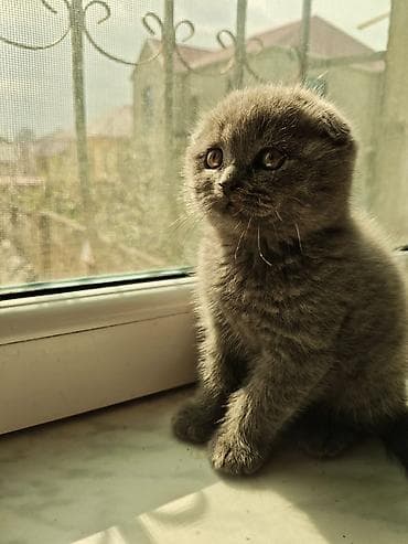 Şotland lalafo.az -da Şotland