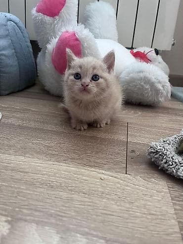 Britan lalafo.az -da Britan