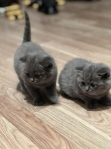 Britan, Erkək, Dişi, Yaxşı əllərə, Ünvandan götürmə lalafo.az -da Britan, Erkək, Dişi, Yaxşı əllərə, Ünvandan götürmə