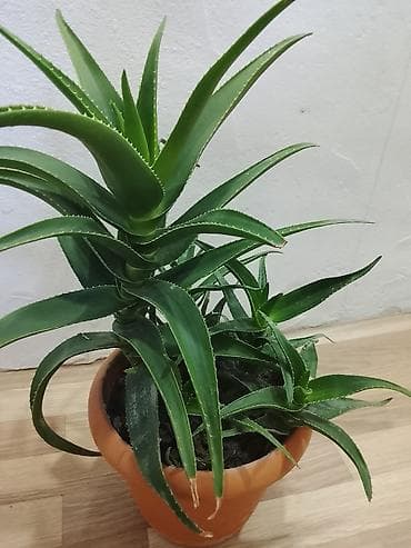 Aloe vera (sukulent) – dibçəkdə yetişdirilmiş dekorativ-şəfalı bitki lalafo.az -da Aloe vera (sukulent) – dibçəkdə yetişdirilmiş dekorativ-şəfalı bitki