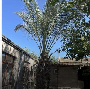 Satılır: Xurma (xurmapalması) ağacı - Növ: Xurma palmı (Phoenix lalafo.az -da Satılır: Xurma (xurmapalması) ağacı - Növ: Xurma palmı (Phoenix