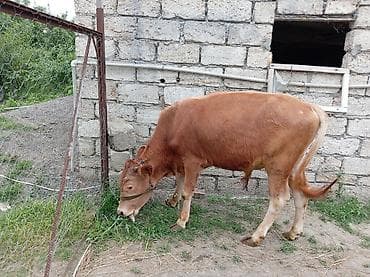 Dana, buzov, Erkək, ay: 7, Ətlik lalafo.az -da Dana, buzov, Erkək, ay: 7, Ətlik