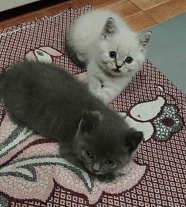 🐱 PİŞİKLƏR SATILIR! ✨ Anası — Şinşila ✨ Atası — Şotland cinsindəndir lalafo.az -da 🐱 PİŞİKLƏR SATILIR! ✨ Anası — Şinşila ✨ Atası — Şotland cinsindəndir