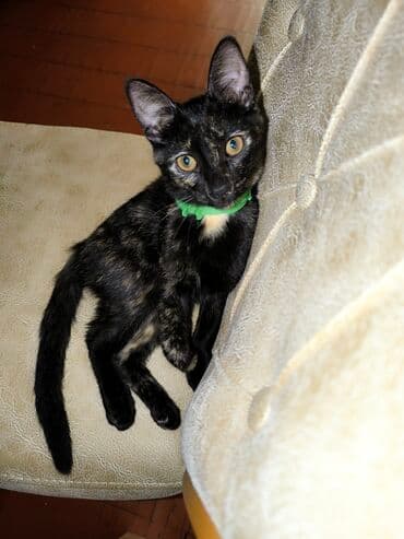 Dişi, Yaxşı əllərə, Pulsuz çatdırılma lalafo.az -da Dişi, Yaxşı əllərə, Pulsuz çatdırılma