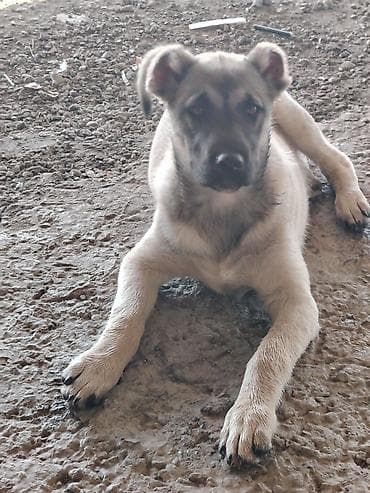 Alabay, 4 ay, Erkek, Pulsuz çatdırılma lalafo.az -da Alabay, 4 ay, Erkek, Pulsuz çatdırılma