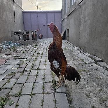 Aseel tipli xoruz : satılır 3 yaşı var qara fərə ilə cütdü damazlıqa lalafo.az -da Aseel tipli xoruz : satılır 3 yaşı var qara fərə ilə cütdü damazlıqa