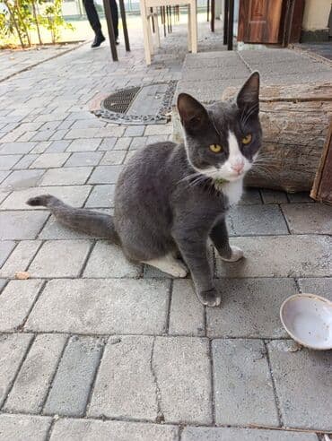 Boz-ağ rəngli ev pişiyi - Qısa tüklü, zərif və ahəngdar bədən lalafo.az -da Boz-ağ rəngli ev pişiyi - Qısa tüklü, zərif və ahəngdar bədən
