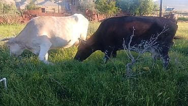 Dişi, il: 6, Südlük, Ödənişli çatdırılma lalafo.az -da Dişi, il: 6, Südlük, Ödənişli çatdırılma