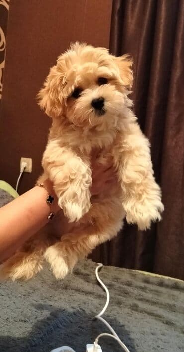 3 ay, Erkek, Peyvəndli lalafo.az -da 3 ay, Erkek, Peyvəndli