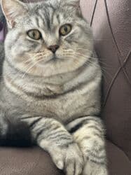 Şotland, Erkək, Cütləşmə üçün, Pulsuz çatdırılma lalafo.az -da Şotland, Erkək, Cütləşmə üçün, Pulsuz çatdırılma