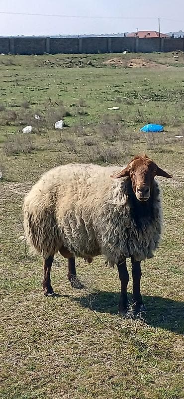 Damazlıq qala qoço satılır çox aktiv heyvandı diri çəkisi 85 kilodu lalafo.az -da Damazlıq qala qoço satılır çox aktiv heyvandı diri çəkisi 85 kilodu