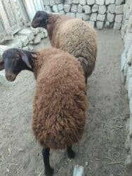 2 dənə ERKƏY Qala quzular satılır əsl qoçulq super heyvanlardı qiymət lalafo.az -da 2 dənə ERKƏY Qala quzular satılır əsl qoçulq super heyvanlardı qiymət