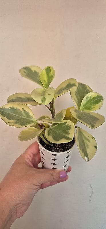 Variegatlı (Gold) Peperomiya (Peperomia obtusifolia ‘Variegata’) – lalafo.az -da — 2 Variegatlı (Gold) Peperomiya (Peperomia obtusifolia ‘Variegata’) – — 2