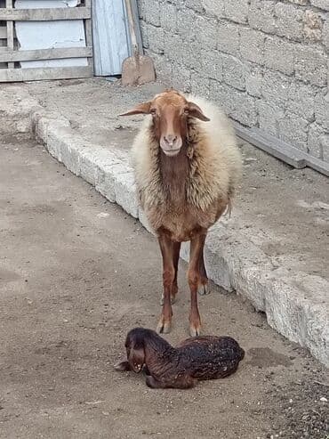 2 gundu dogub diwidi cavan heyvandi.mawtagada yerlewir isteyen elaqe lalafo.az -da — 2 2 gundu dogub diwidi cavan heyvandi.mawtagada yerlewir isteyen elaqe — 2