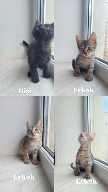 Tabbi, Erkək, Yaxşı əllərə lalafo.az -da Tabbi, Erkək, Yaxşı əllərə