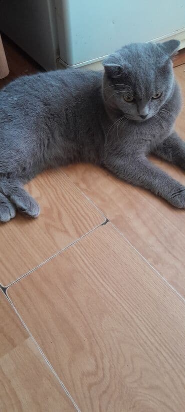 Şotland lalafo.az -da Şotland