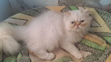 4 ayliqdir,qiyməti 150 m,qurd dərmanı verilib,peyvendi vurulub lalafo.az -da 4 ayliqdir,qiyməti 150 m,qurd dərmanı verilib,peyvendi vurulub